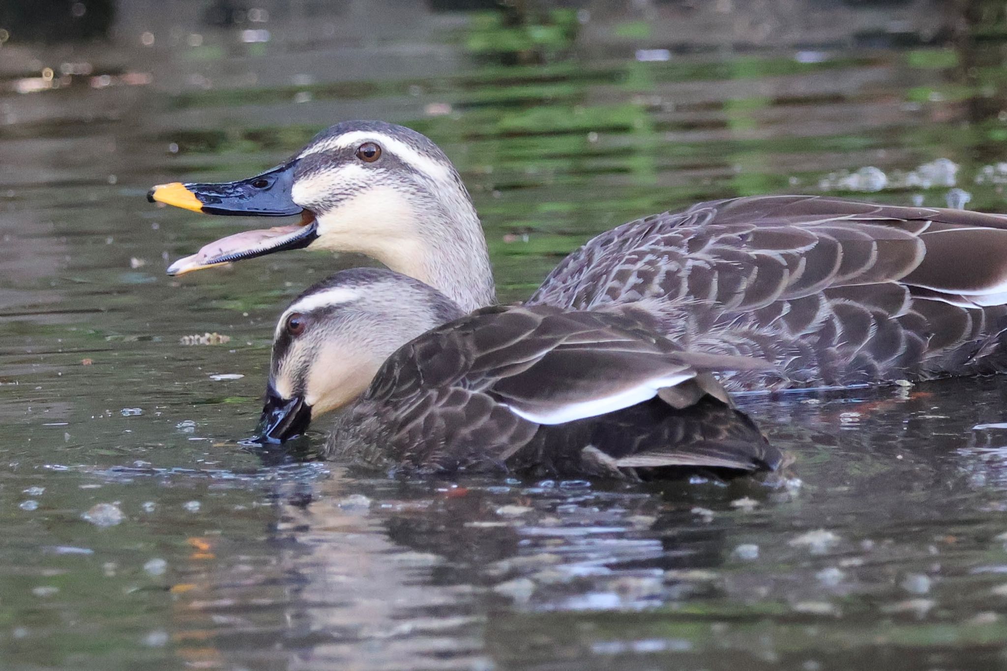 Eastern Spot-billed Duck