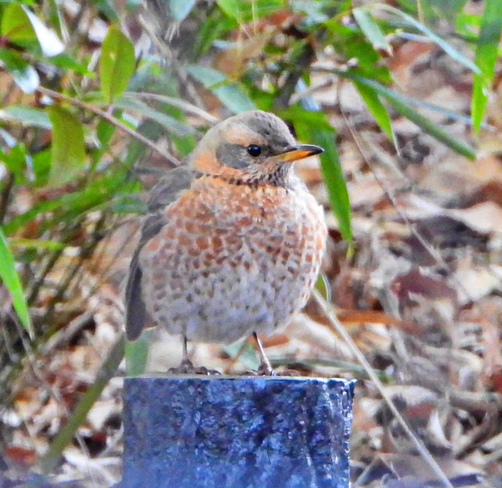 Photo of Naumann's Thrush at  by サジタリウスの眼