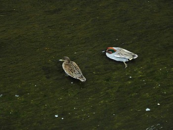 コガモ 平和の森公園、妙正寺川 2024年4月23日(火)