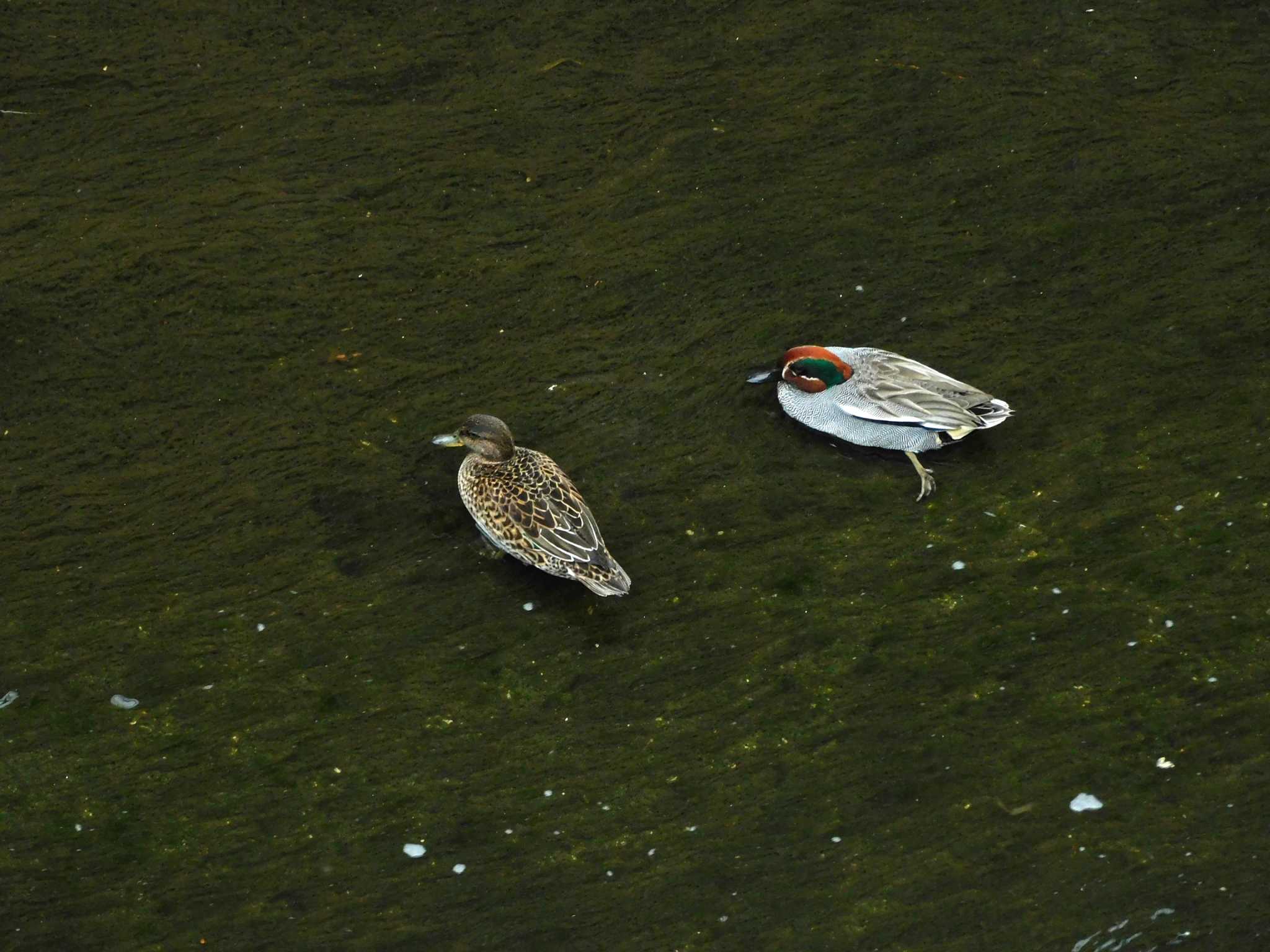 Photo of Eurasian Teal at 平和の森公園、妙正寺川 by morinokotori