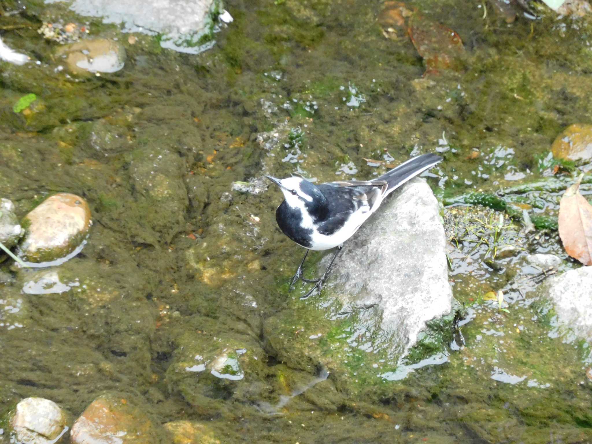 Photo of White Wagtail at 平和の森公園、妙正寺川 by morinokotori