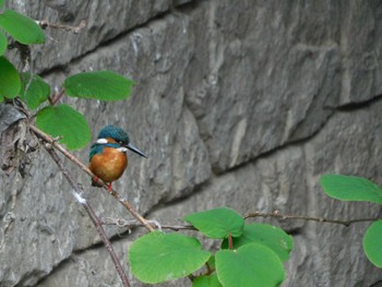 Common Kingfisher 平和の森公園、妙正寺川 Tue, 4/23/2024