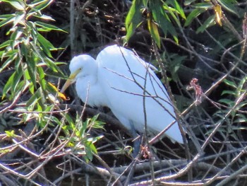 Medium Egret 境川遊水池 Sat, 10/7/2023