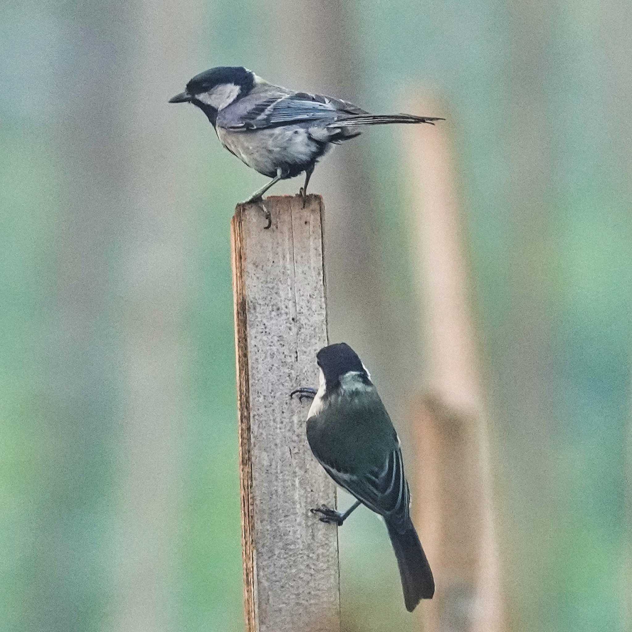 Photo of Great Tit at Tham Pla National Park by span265