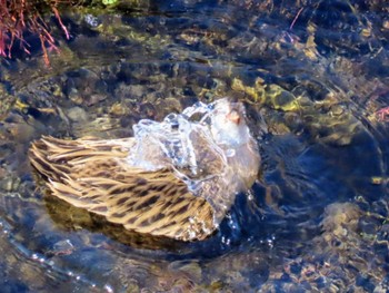 Brown-cheeked Rail 境川遊水池 Sun, 2/11/2024