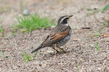 Dusky Thrush 夙川河川敷緑地(夙川公園) Sun, 3/17/2024