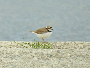 Little Ringed Plover 大和川 Wed, 4/24/2024