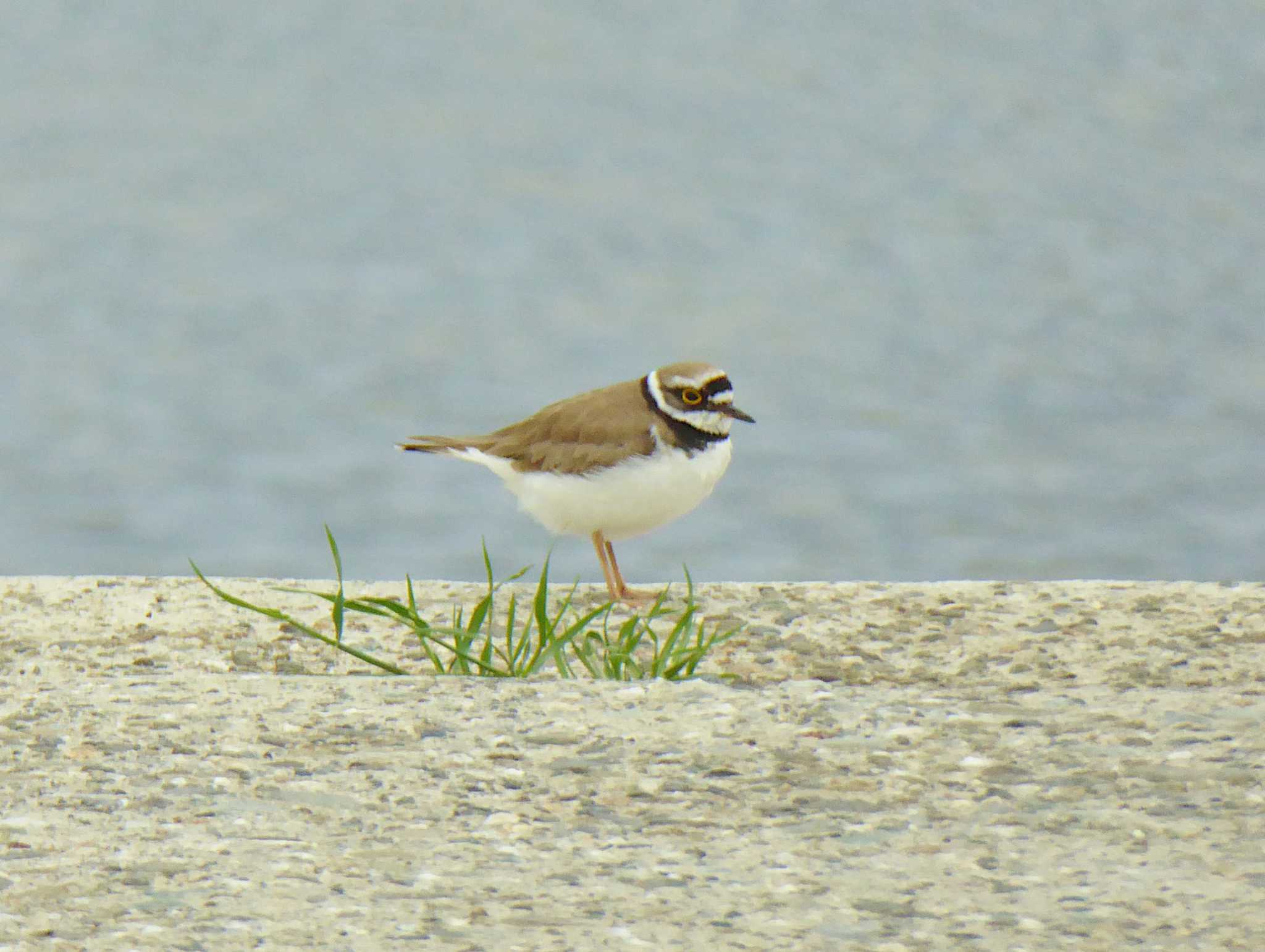 Photo of Little Ringed Plover at 大和川 by Toshihiro Yamaguchi