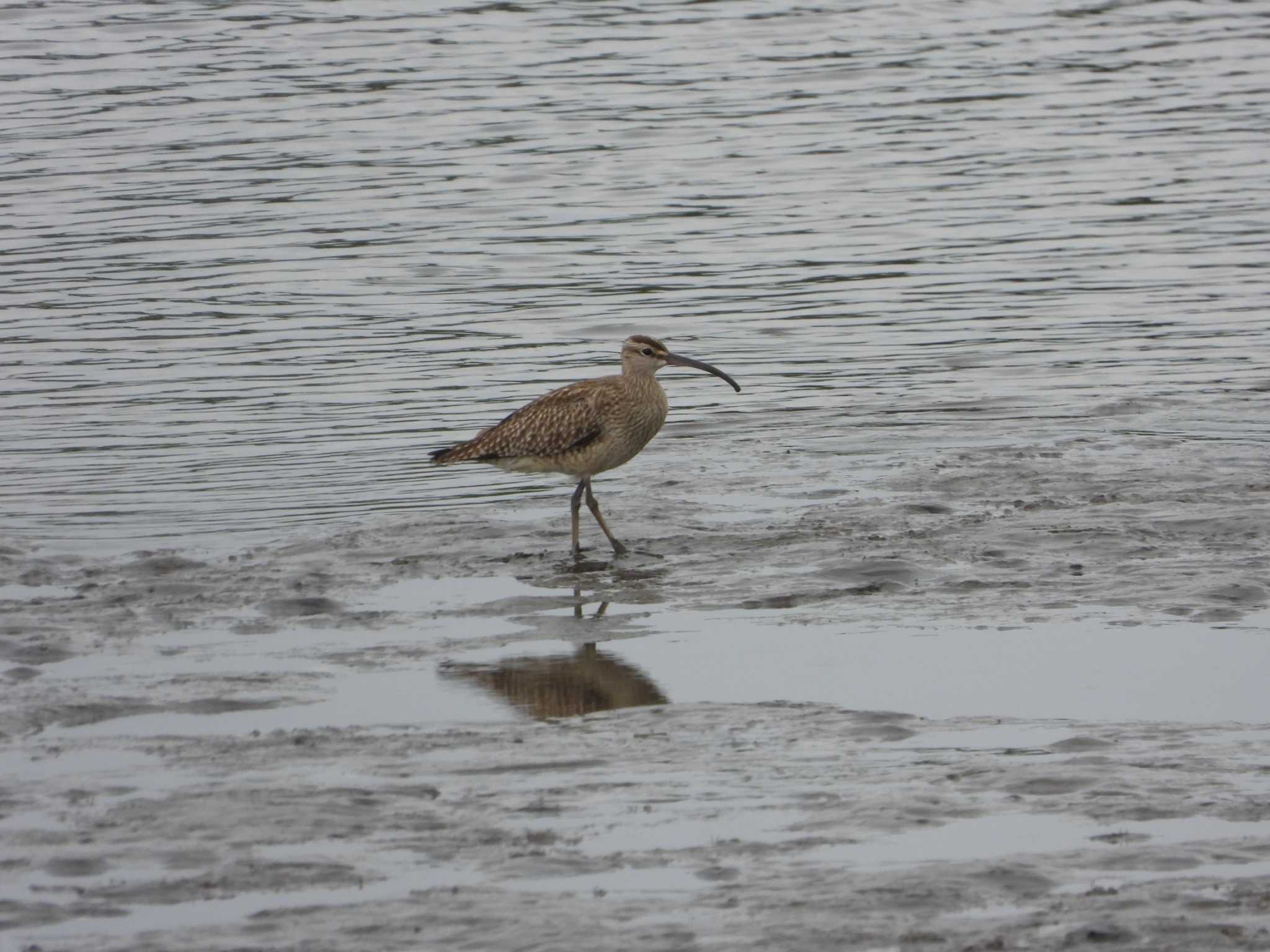 Photo of Eurasian Whimbrel at Kasai Rinkai Park by 鶲雀