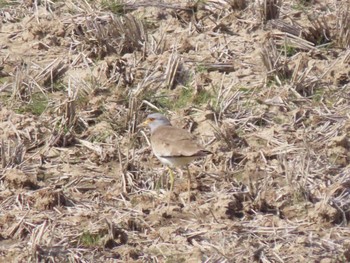 Grey-headed Lapwing Izunuma Fri, 4/19/2024