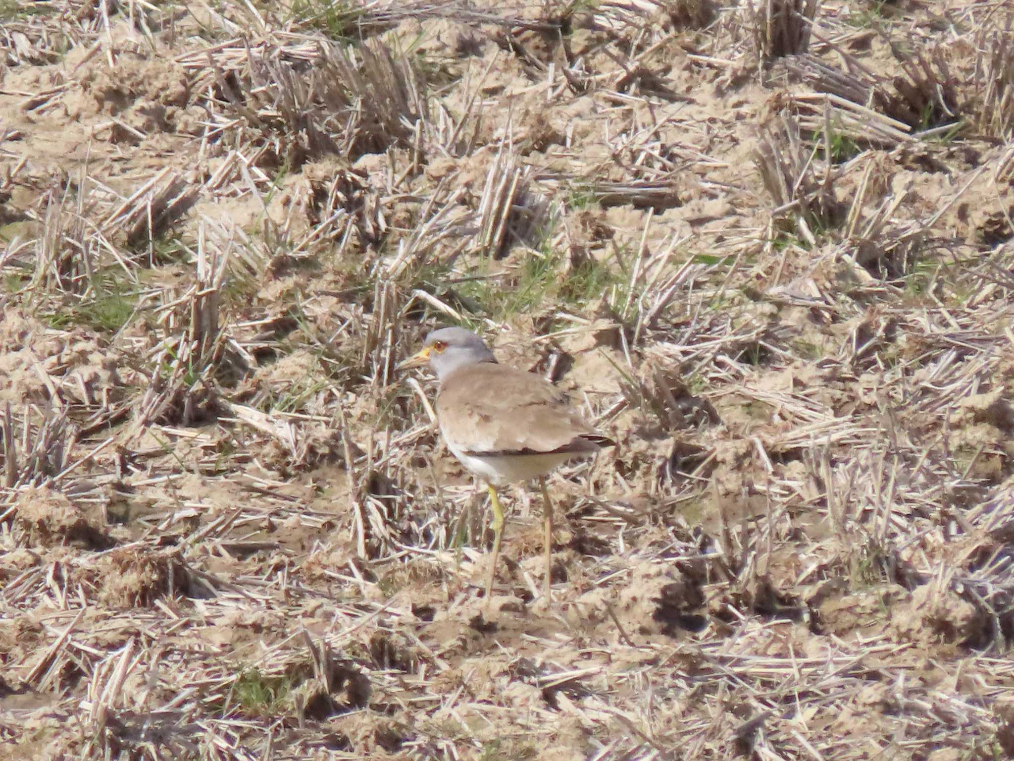 Grey-headed Lapwing