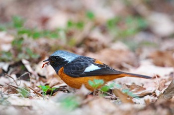 Daurian Redstart 長野県 Sat, 4/20/2024