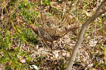 Green Pheasant 小鮎川(厚木市) Thu, 3/10/2022