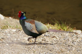 Green Pheasant 小鮎川(厚木市) Thu, 3/10/2022