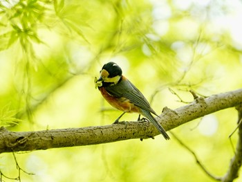 Varied Tit 柏市水生水辺公園 Sun, 4/21/2024