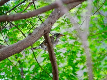 シロハラ 柏市水生水辺公園 2024年4月23日(火)