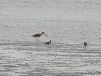 Eurasian Curlew Kasai Rinkai Park Tue, 4/23/2024