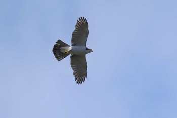 Eurasian Goshawk 愛知県 Fri, 4/19/2024