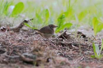 Asian Stubtail 札幌モエレ沼公園 Wed, 4/24/2024