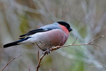 Eurasian Bullfinch(rosacea) Hayatogawa Forest Road Sat, 3/16/2024