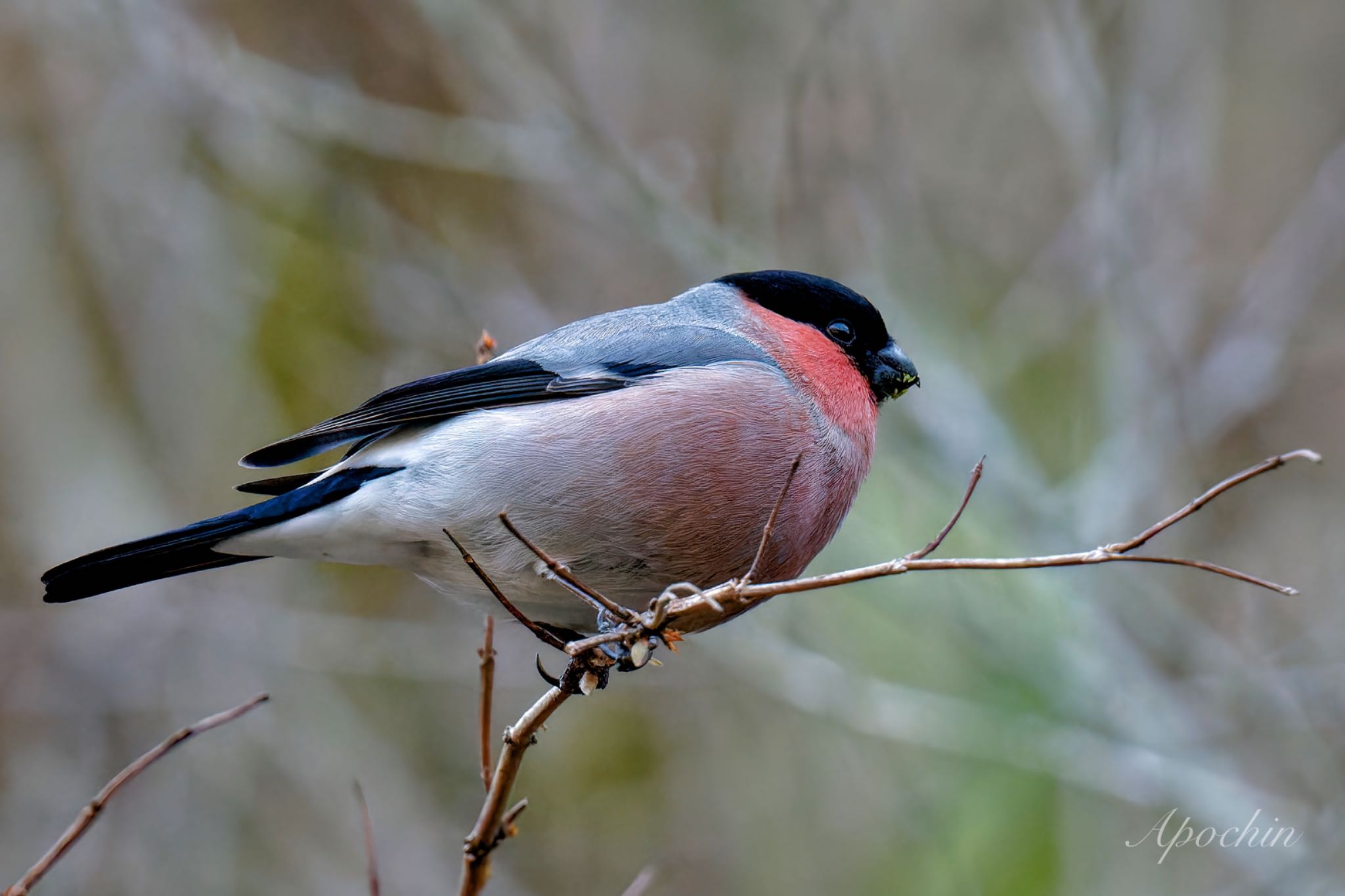 Eurasian Bullfinch(rosacea)