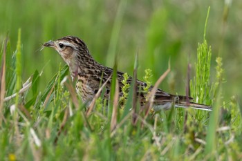 Eurasian Skylark 妙岐ノ鼻 Tue, 4/23/2024