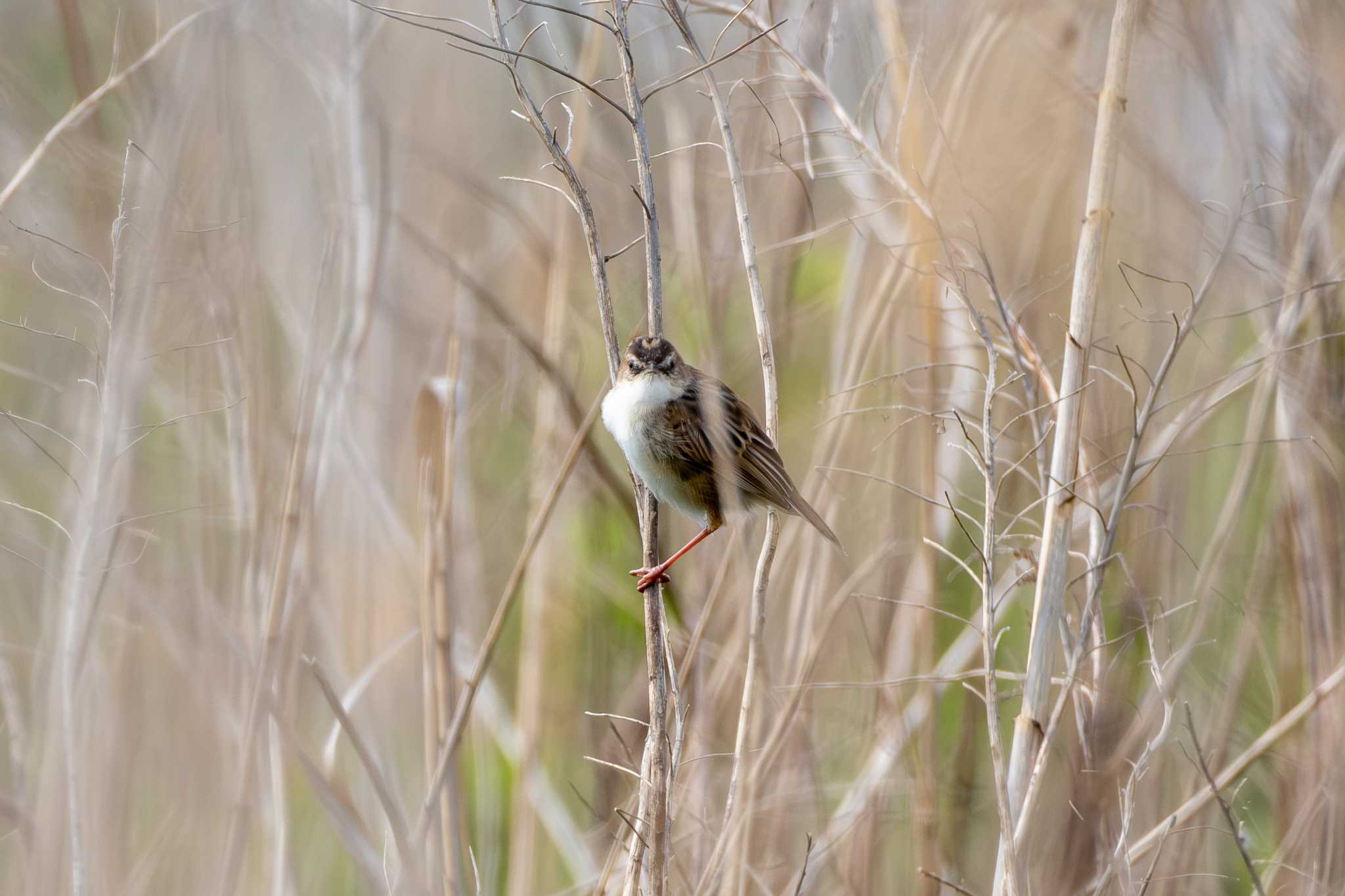 Zitting Cisticola