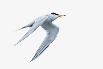 Little Tern Sambanze Tideland Sun, 4/21/2024