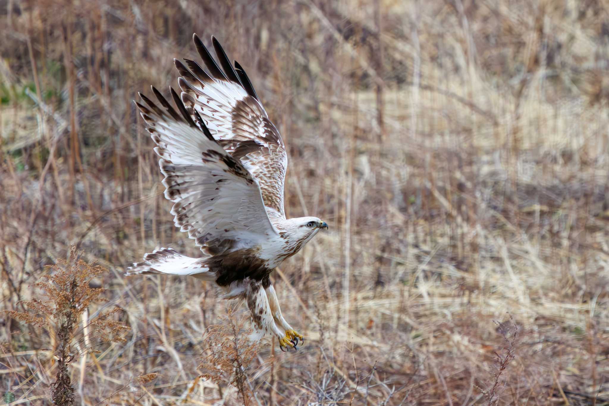 Photo of Rough-legged Buzzard at 利根川 by d3_plus