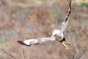 Rough-legged Buzzard 利根川 Sun, 2/25/2024