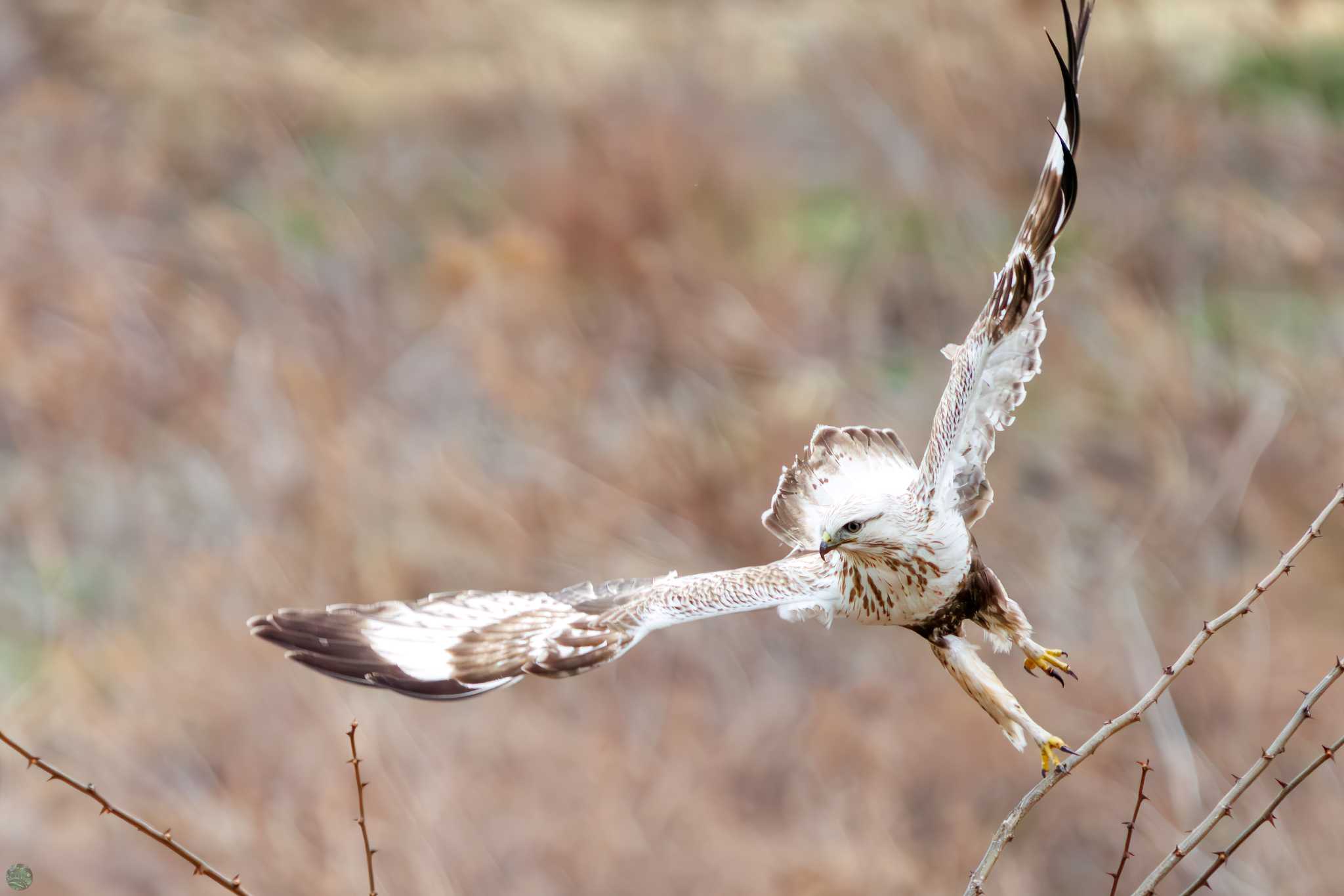 Rough-legged Buzzard