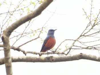 Blue Rock Thrush 三重県名張市 Wed, 4/24/2024