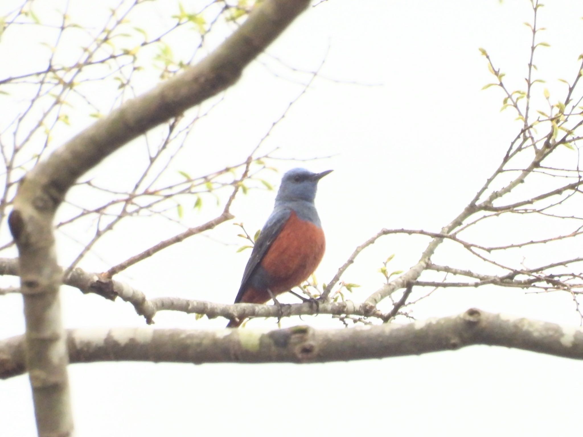 Photo of Blue Rock Thrush at 三重県名張市 by ぷちな