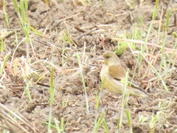 Grey-capped Greenfinch 三重県名張市 Wed, 4/24/2024