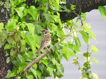 Eurasian Tree Sparrow 三重県名張市 Wed, 4/24/2024