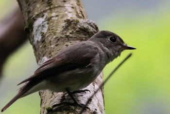 Asian Brown Flycatcher Unknown Spots Tue, 4/23/2024