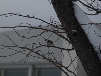 Long-tailed tit(japonicus) 札幌市北区 Mon, 2/12/2024