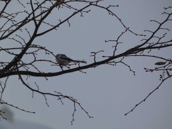 Long-tailed tit(japonicus) 札幌市北区 Mon, 2/12/2024