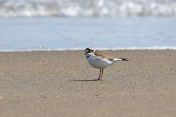 Little Ringed Plover 青森県 Sun, 4/21/2024