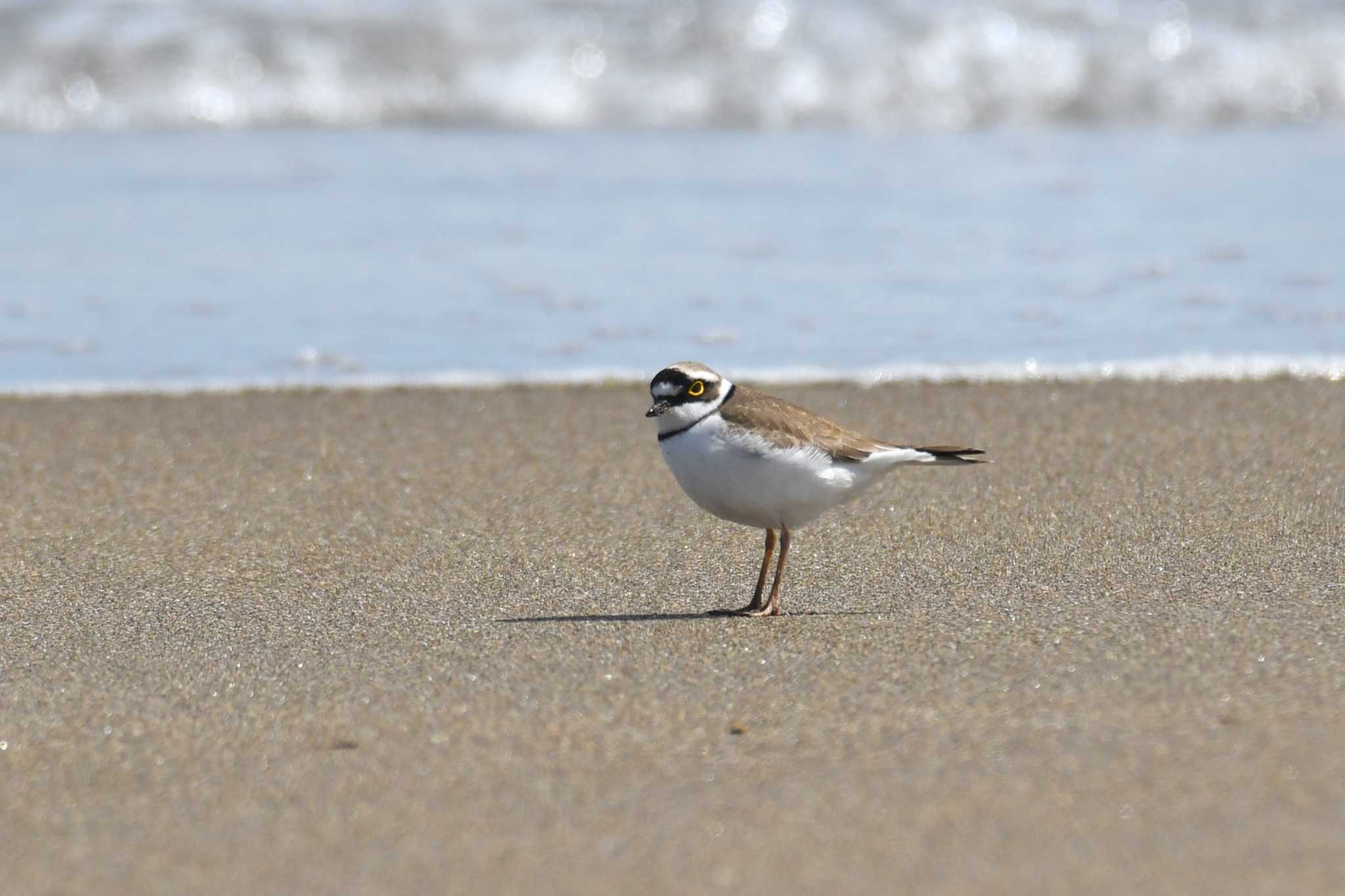 Photo of Little Ringed Plover at 青森県 by 岸岡智也