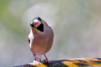 Hawfinch 権現山(弘法山公園) Mon, 3/11/2024