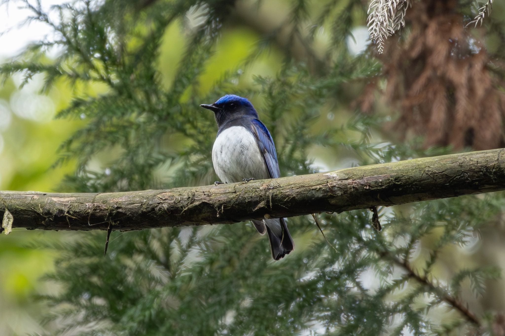 Photo of Blue-and-white Flycatcher at 再度山 by zetsubouteacher