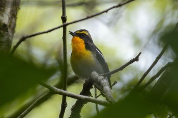 Narcissus Flycatcher 再度山 Mon, 4/22/2024