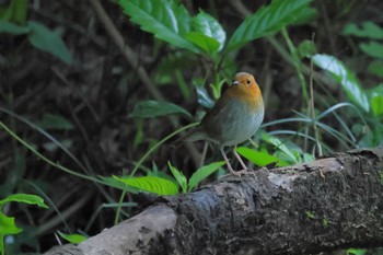 Japanese Robin Unknown Spots Fri, 4/19/2024