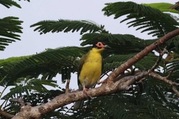 Australasian Figbird Mission Beach QLD Australia Tue, 4/9/2024