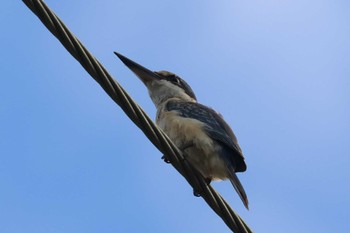 Sacred Kingfisher Mission Beach QLD Australia Tue, 4/9/2024