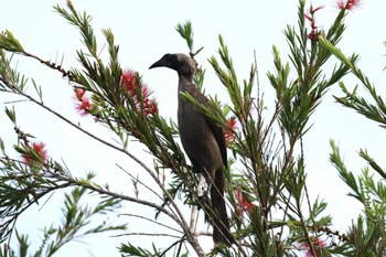 Helmeted Friarbird Mission Beach QLD Australia Tue, 4/9/2024