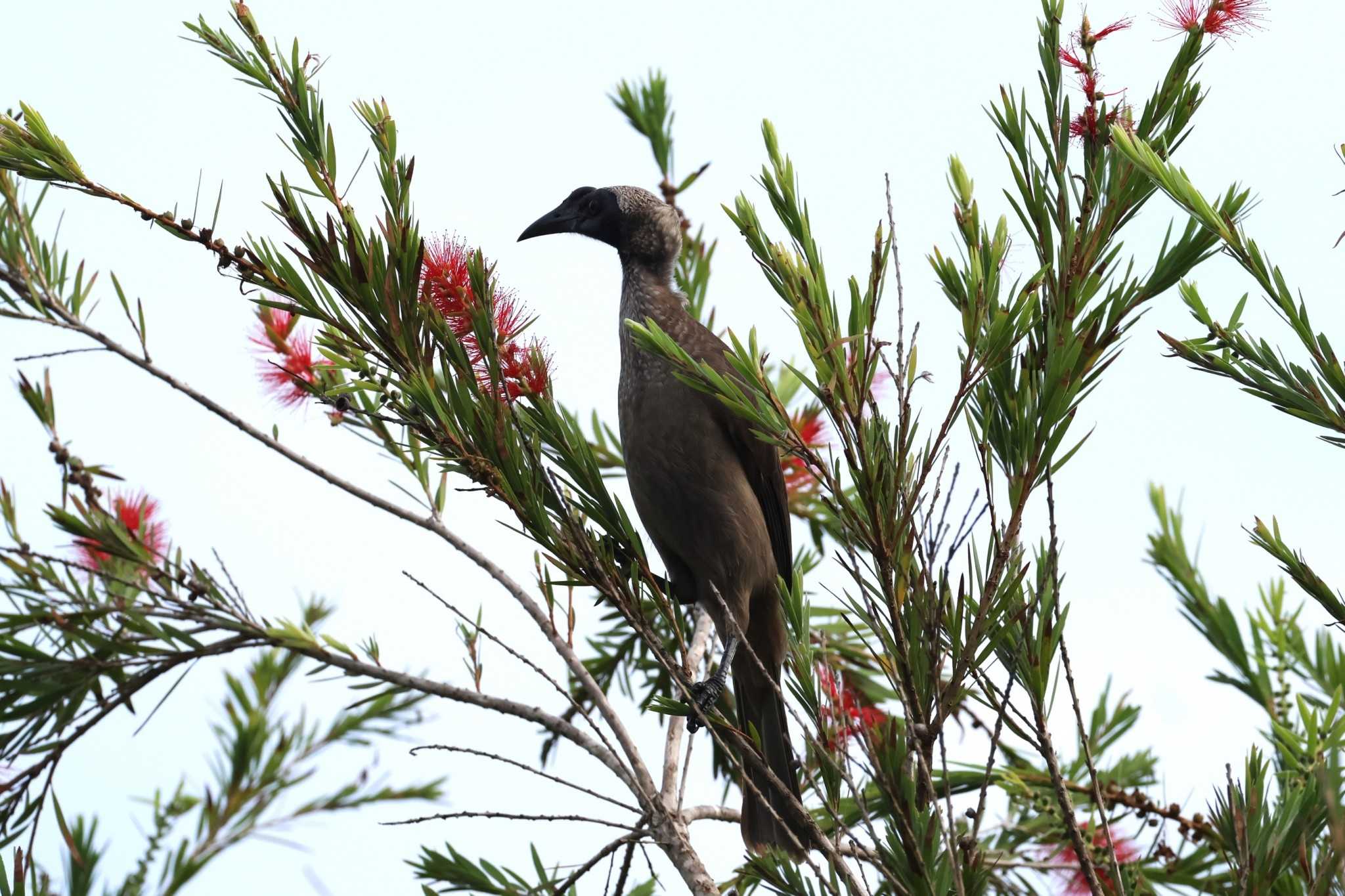 Helmeted Friarbird