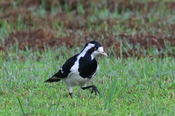 Magpie-lark Mission Beach QLD Australia Tue, 4/9/2024