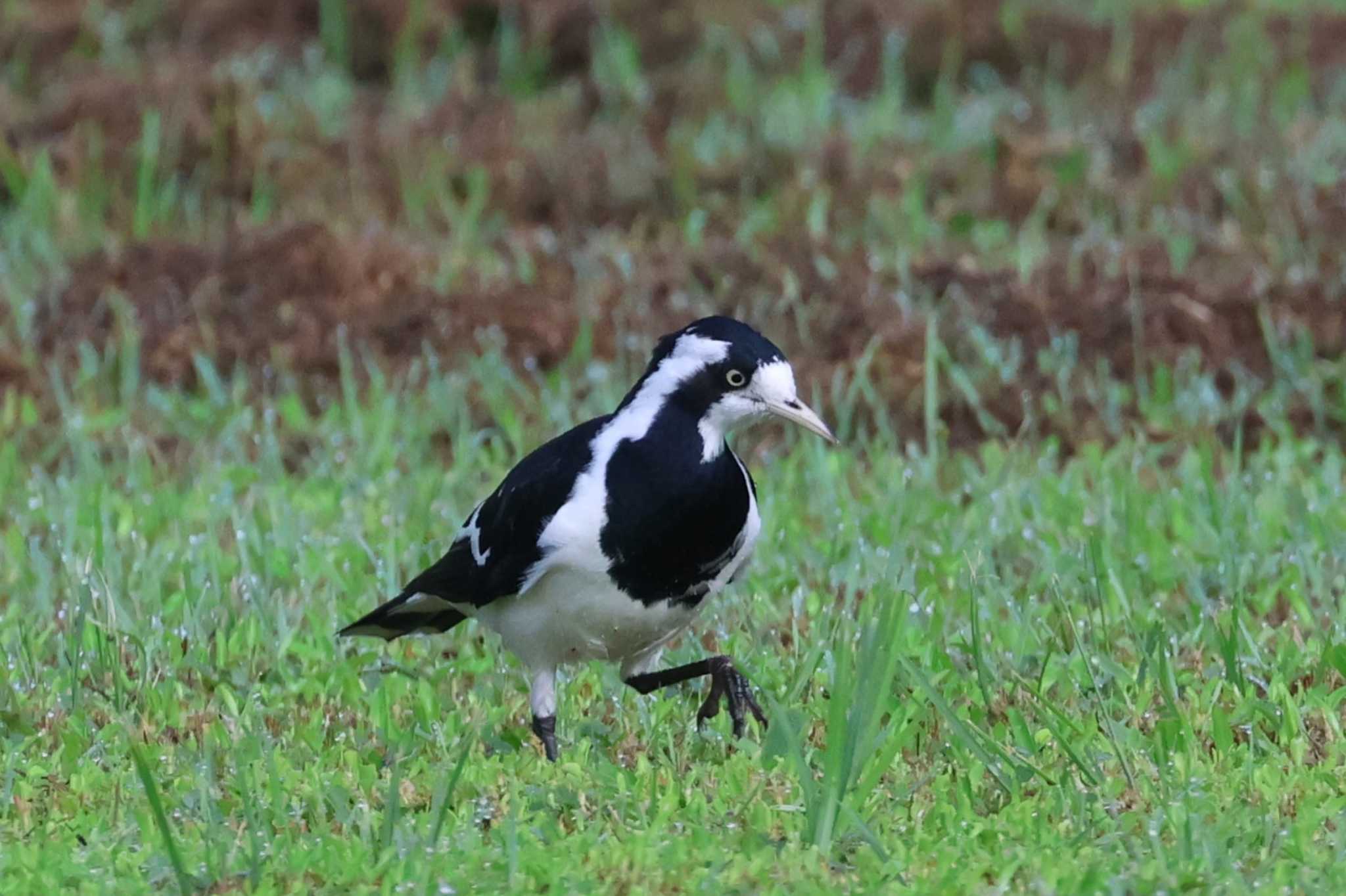 Photo of Magpie-lark at Mission Beach QLD Australia by ぼぼぼ